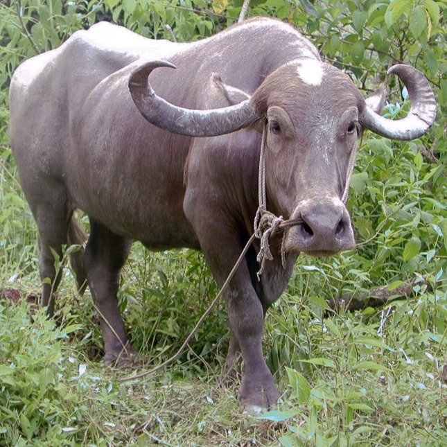 Water Buffalo